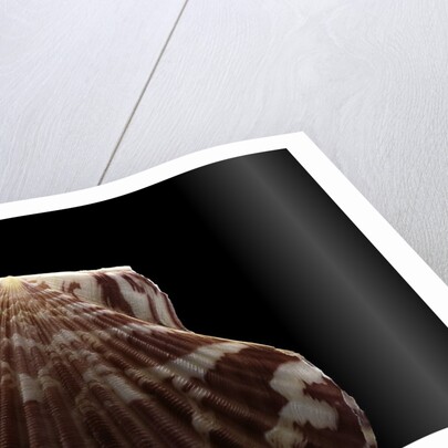 Pecten albicans by Anonymous