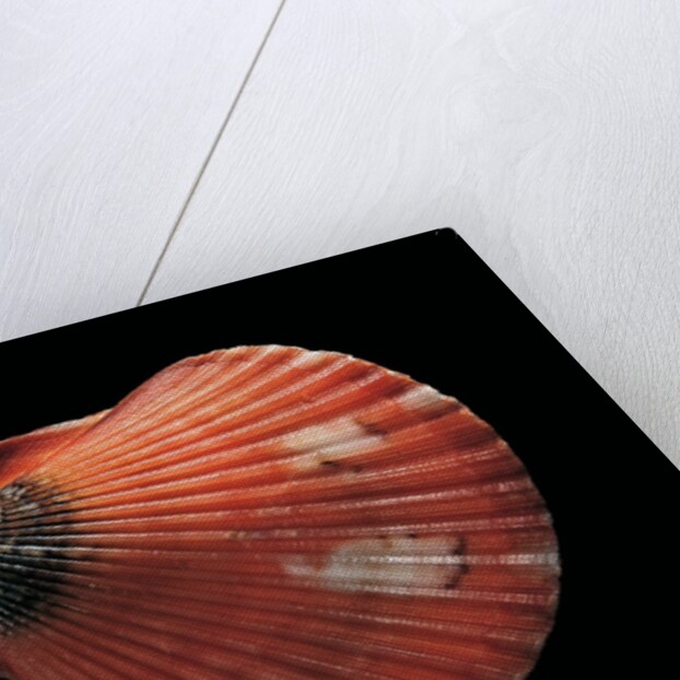 Pecten flabellum by Anonymous