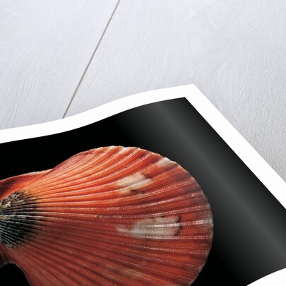 Pecten flabellum by Anonymous