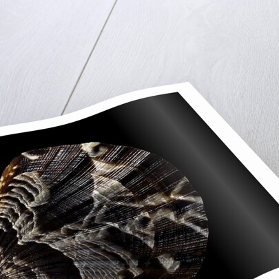 Pecten glaber by Anonymous
