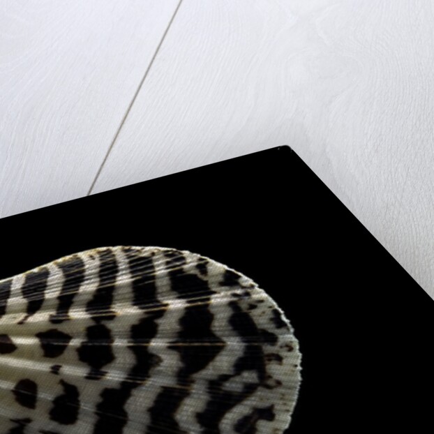 Pecten lignarius by Anonymous