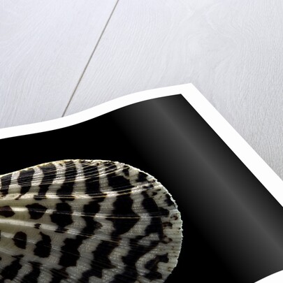 Pecten lignarius by Anonymous