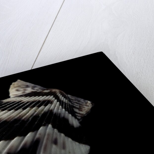 Pecten tranquebaricus by Anonymous
