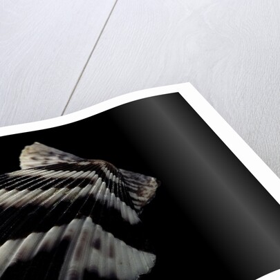Pecten tranquebaricus by Anonymous