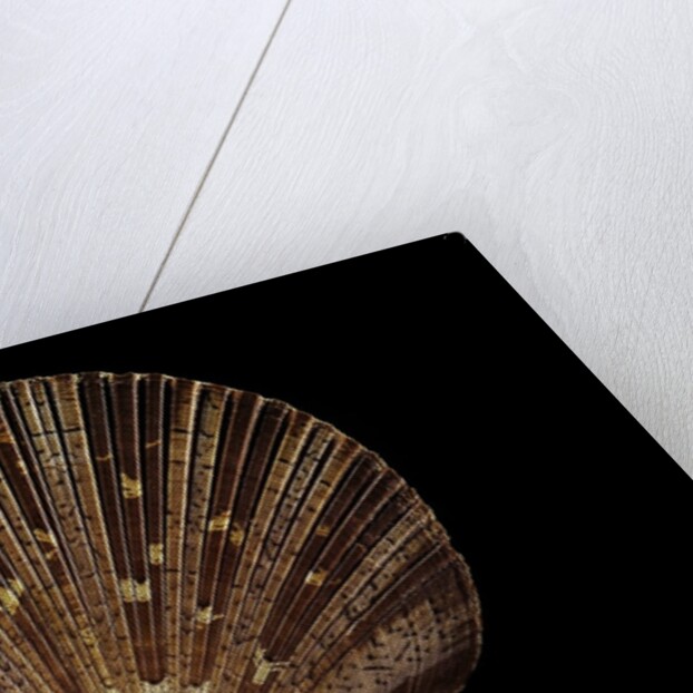 Pecten ziczac by Anonymous