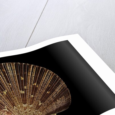 Pecten ziczac by Anonymous