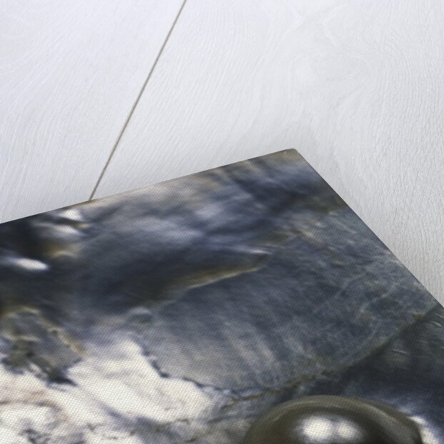 Pinctada margaritifera (pearl oyster) - with pearl by Anonymous