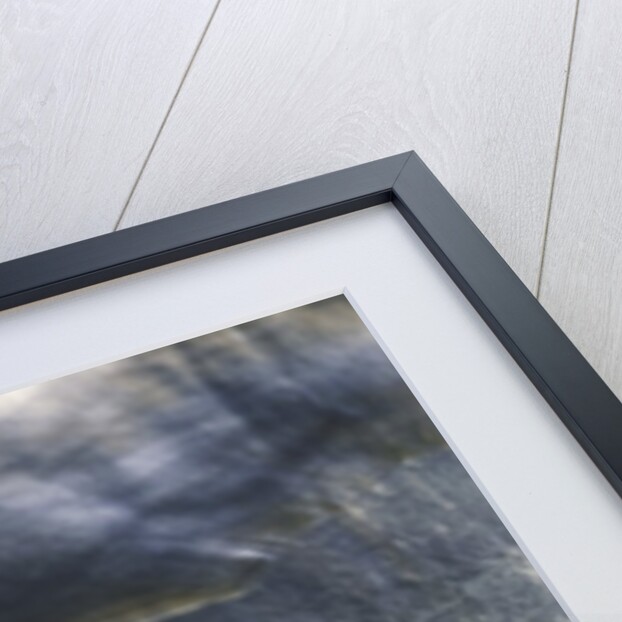 Pinctada margaritifera (pearl oyster) - with pearl by Anonymous