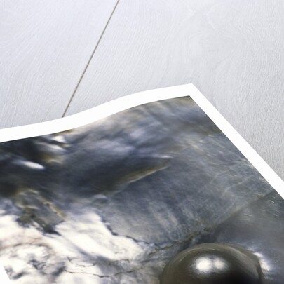 Pinctada margaritifera (pearl oyster) - with pearl by Anonymous