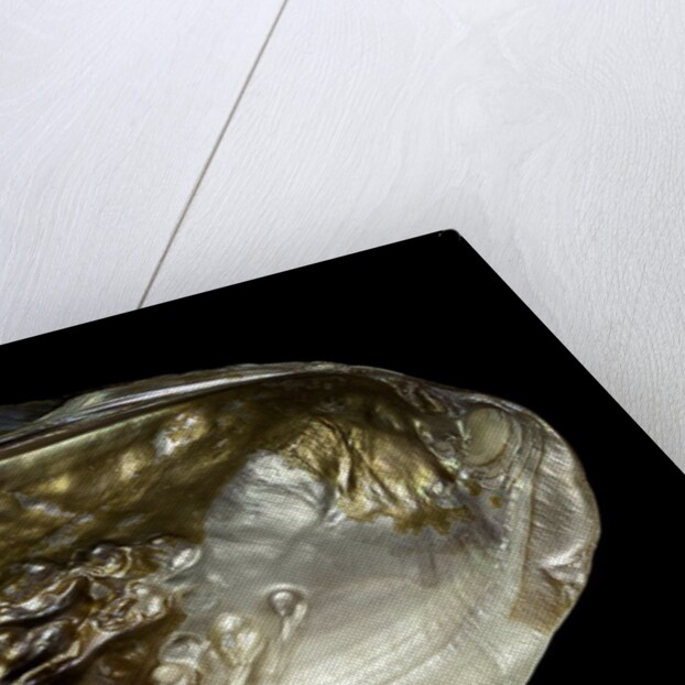 Pinctada sp. (pearl oyster) by Anonymous