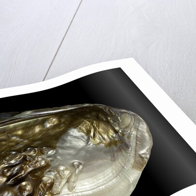 Pinctada sp. (pearl oyster) by Anonymous