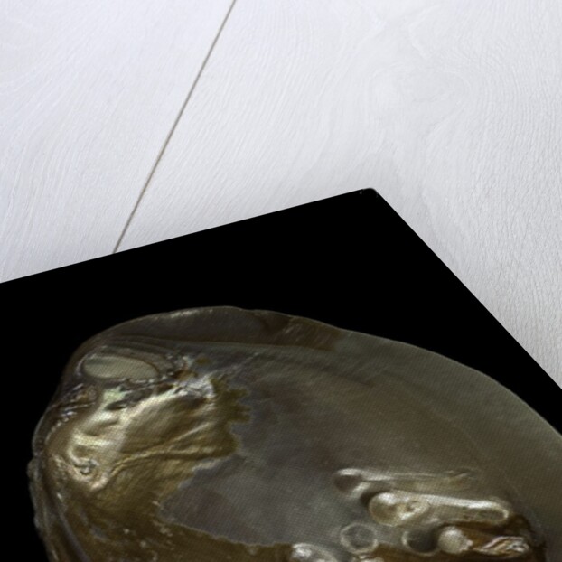 Pinctada sp. (pearl oyster) by Anonymous