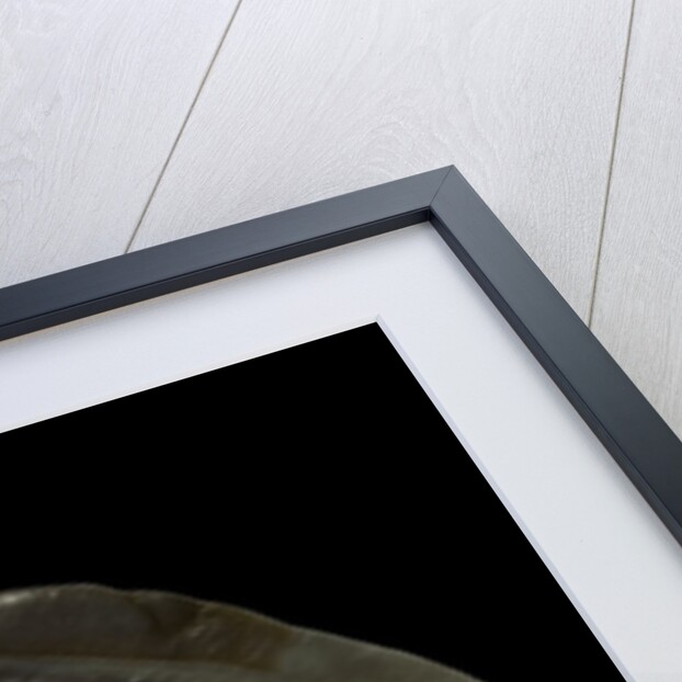 Pinctada sp. (pearl oyster) by Anonymous