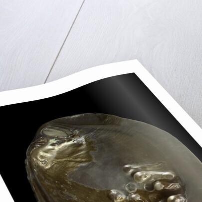 Pinctada sp. (pearl oyster) by Anonymous