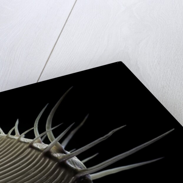 Pitar lupanaria by Anonymous