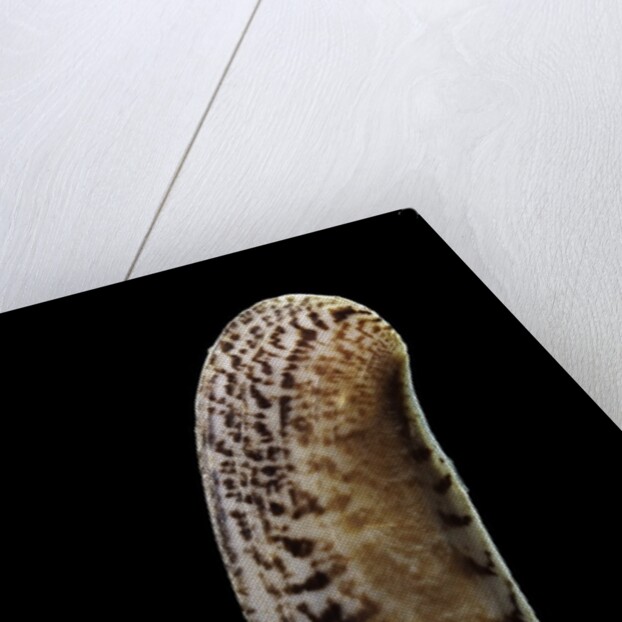 Siliqua winteriana by Anonymous