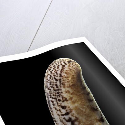 Siliqua winteriana by Anonymous