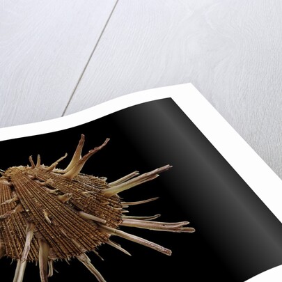 Spondylus regius by Anonymous