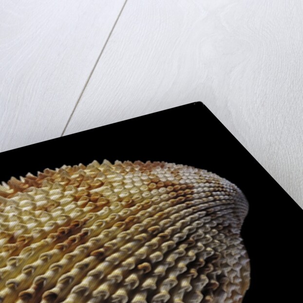 Trachycardium isocardia by Anonymous