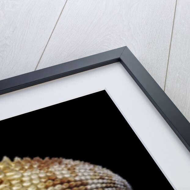 Trachycardium isocardia by Anonymous