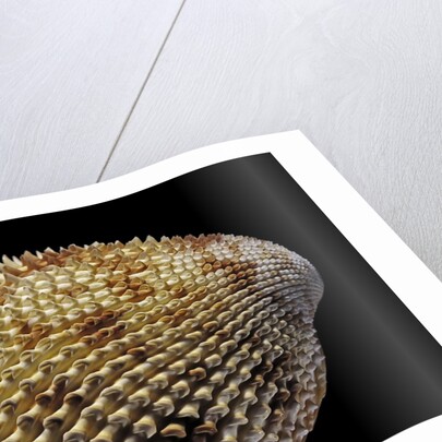 Trachycardium isocardia by Anonymous