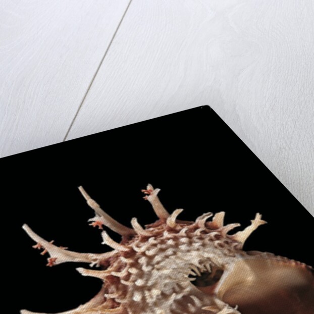 Angaria delphinus by Anonymous