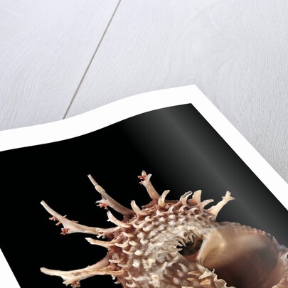 Angaria delphinus by Anonymous