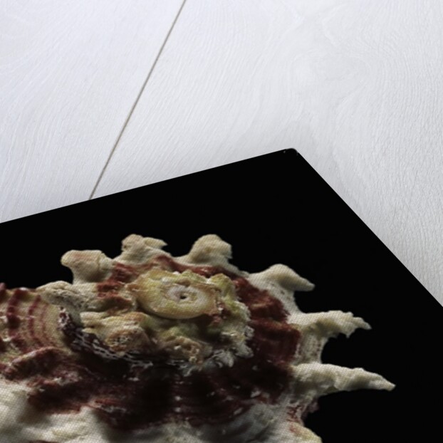 Angaria sphaerula by Anonymous