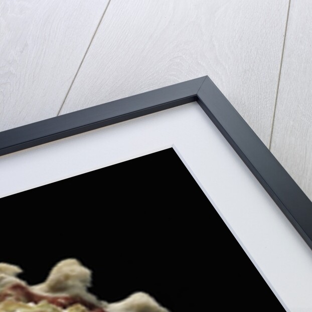 Angaria sphaerula by Anonymous