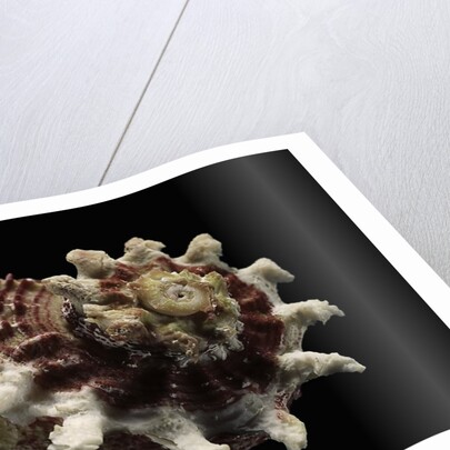 Angaria sphaerula by Anonymous