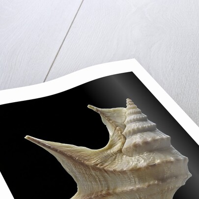 Aporrhais pespelicanis by Anonymous