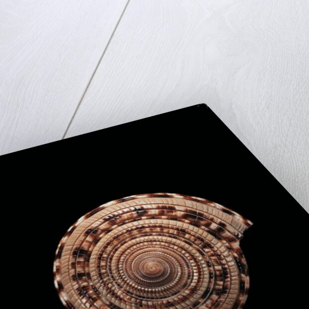 Architectonica maxima by Anonymous