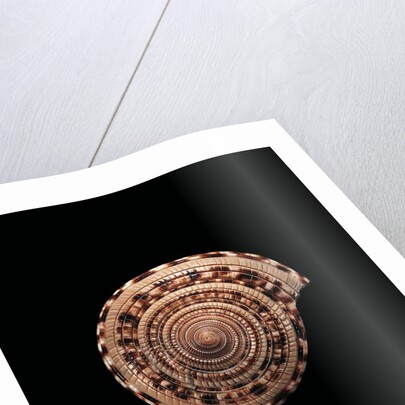Architectonica maxima by Anonymous