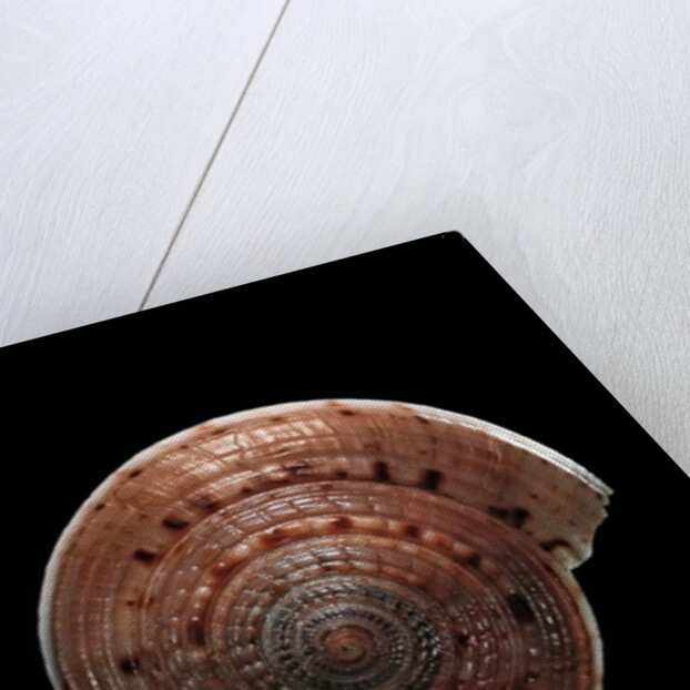 Architectonica nobilis by Anonymous