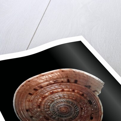 Architectonica nobilis by Anonymous