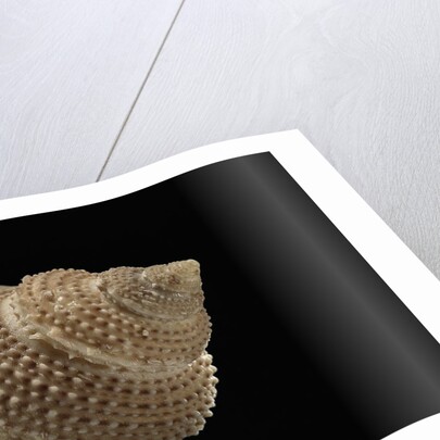 Astalium bathyraphe by Anonymous