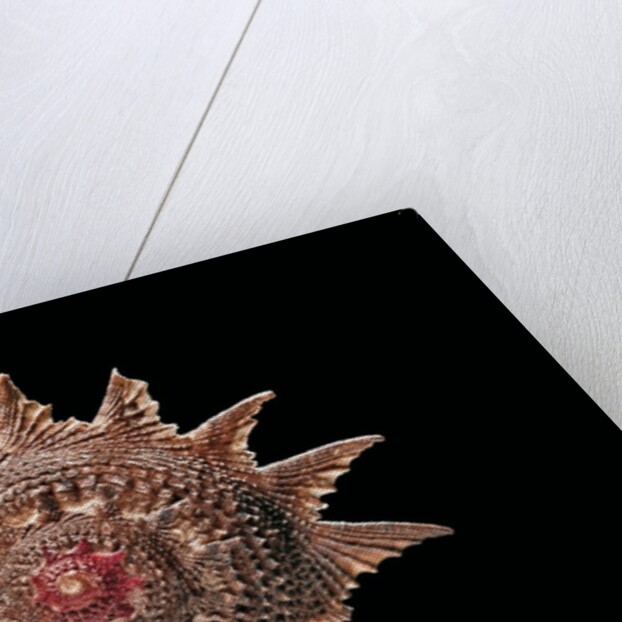 Astraea heliotropium by Anonymous