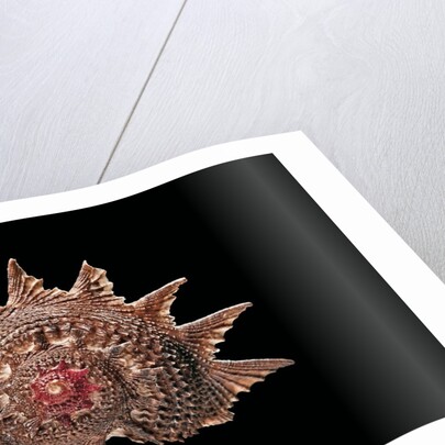 Astraea heliotropium by Anonymous