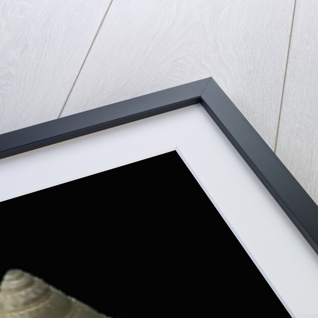 Bathybembix crumpii by Anonymous