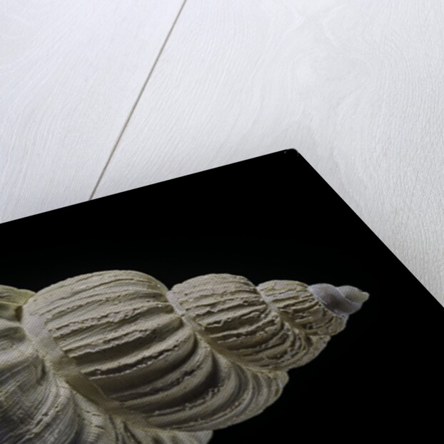 Buccinum politum by Anonymous