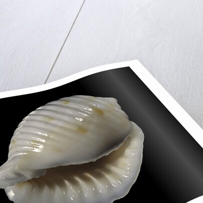 Bulla ampulla by Anonymous