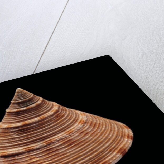 Calliostoma formosense by Anonymous