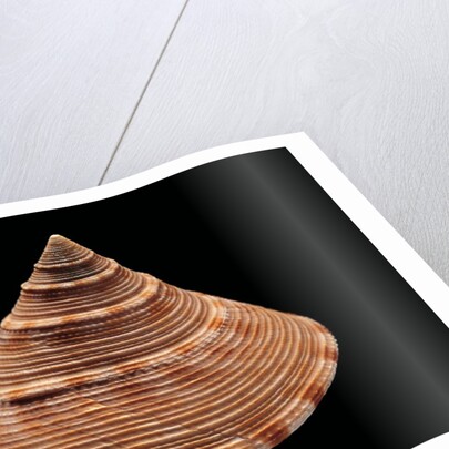 Calliostoma formosense by Anonymous