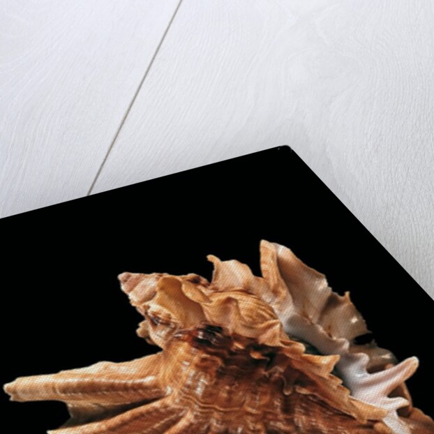 Ceratostoma burnetti by Anonymous