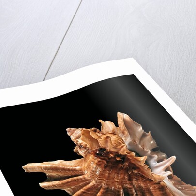 Ceratostoma burnetti by Anonymous