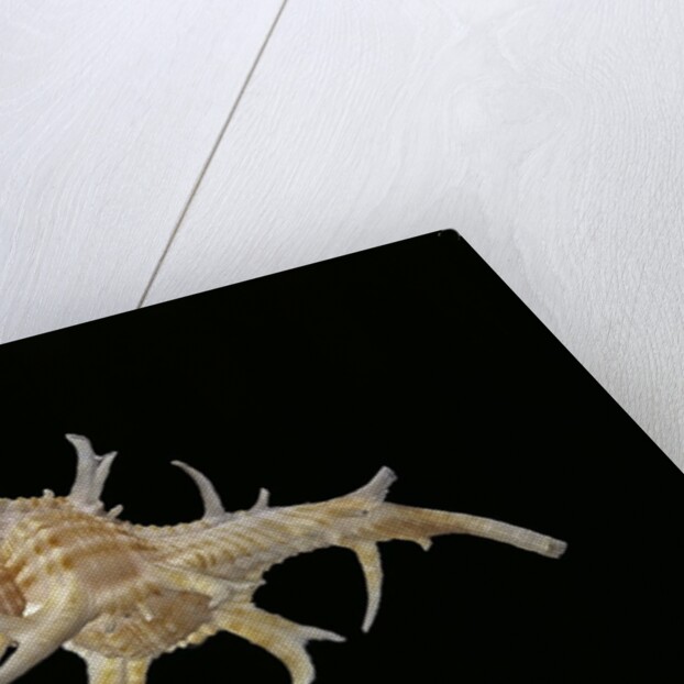 Chicoreus cervicornis by Anonymous