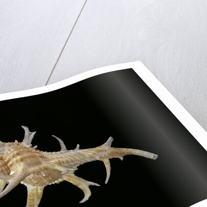 Chicoreus cervicornis by Anonymous
