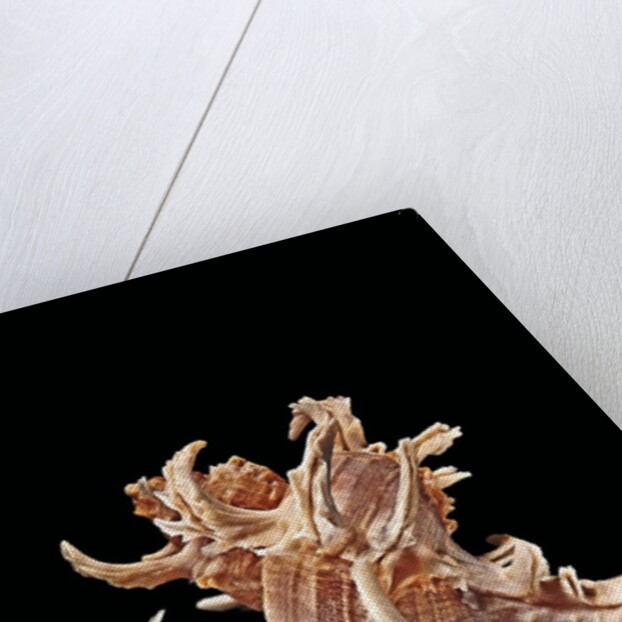 Chicoreus cornucervi by Anonymous