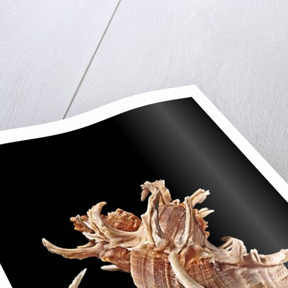 Chicoreus cornucervi by Anonymous