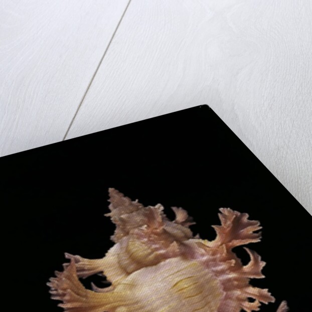 Chicoreus nobilis by Anonymous